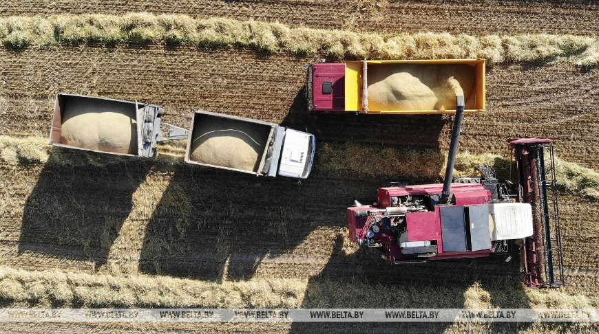 Уборка ярового ячменя в СПК "Путришки" Гродненского района, июль 2020 года