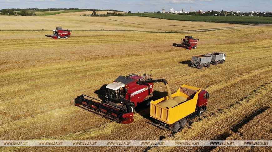 Уборка ярового ячменя в СПК "Путришки" Гродненского района, июль 2020 года