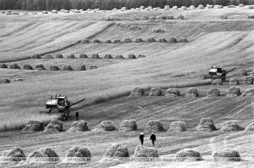 На хлебной ниве колхоза имени Гастелло Кореличского района, 1979 год
