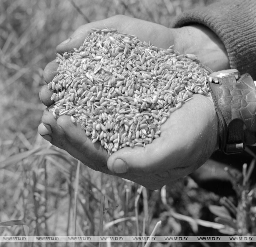 Хлеб урожая 1974 года, колхоз «Октябрь» Хойникского района, 1974 год