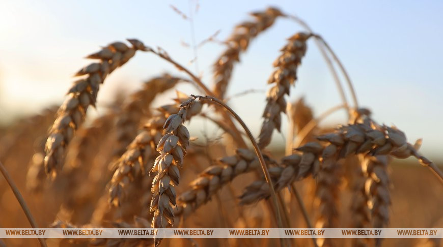 Уборка пшеницы в СПК "Путришки" Гродненского района, июль 2020 года