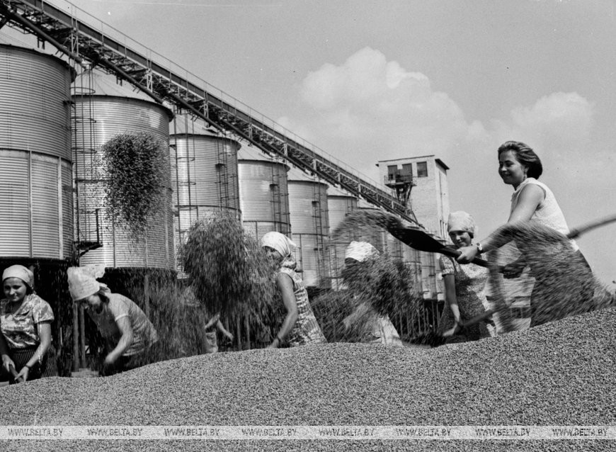 Учащиеся Хоростовской средней школы помогают хлеборобам колхоза "Партизанский край" имени В.З. Коржа Солигорского района на сушке зерна, 1978 год