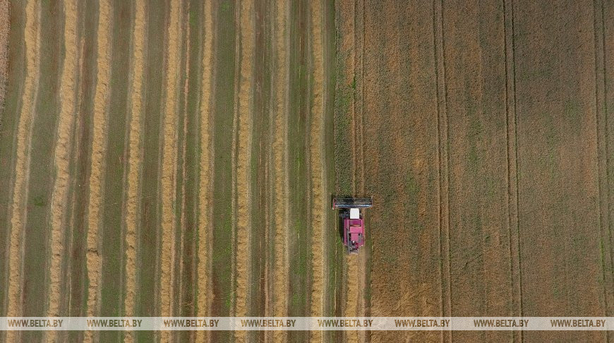 Уборка зерновых культур в ОАО "Смолевичский райагросервис", 2020 год