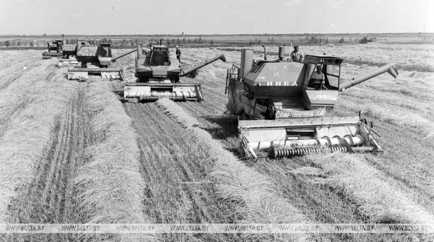 Уборка зерновых раздельным способом в совхозе «Молотковичи» Пинского района, 1978 год