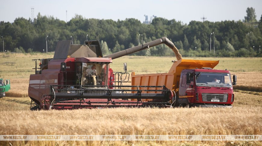 Уборка ярового ячменя в СПК "Путришки" Гродненского района, июль 2020 года
