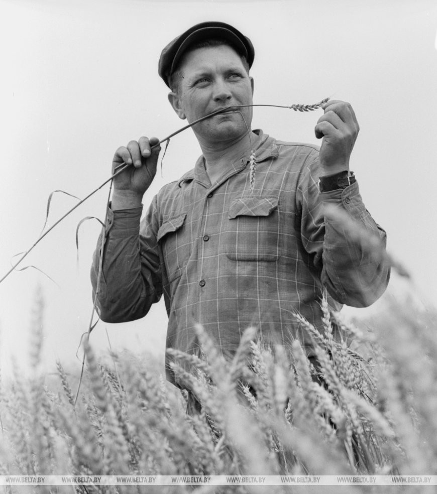 "Здравствуй, хлебное поле", - говорит Герой Социалистического Труда Л.В. Саковский, колхоз "Октябрь" Хойникского района1974 год