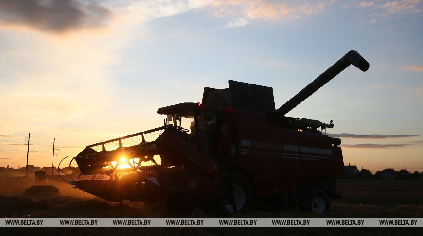 Уборка пшеницы в СПК "Путришки" Гродненского района, июль 2020 года