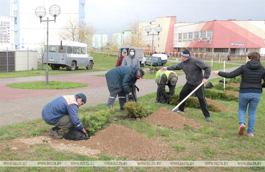 Во время посадки деревьев возле школы №45 в Могилеве