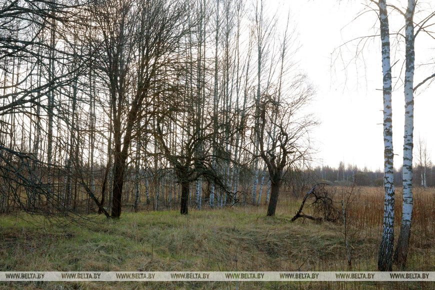 Место захоронения деревни Малиновка, расположенное недалеко от Костюковичей
