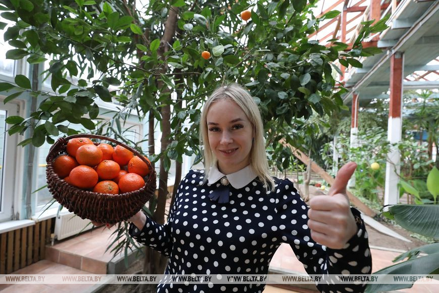 Работница агроусадьбы Карина Куракова с урожаем каламондиннов