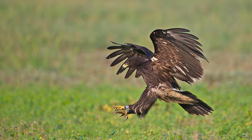Большой подорлик, зимующий в Израиле. Фото Avi Hirschfield. Большой подорлик, зимующий в Израиле. Фото Avi Hirschfield.