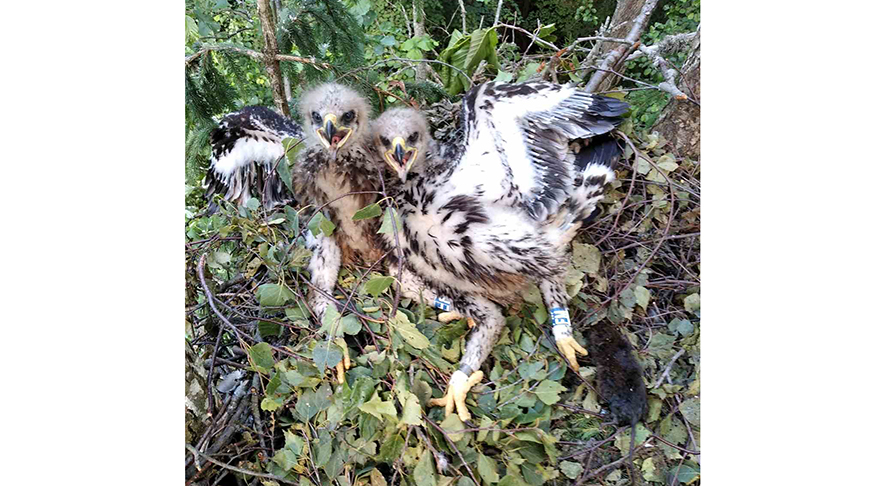 Птенцы большого подорлика в Березинском биосферном заповеднике. Фото Александра Рака Птенцы большого подорлика в Березинском биосферном заповеднике. Фото Александра Рака