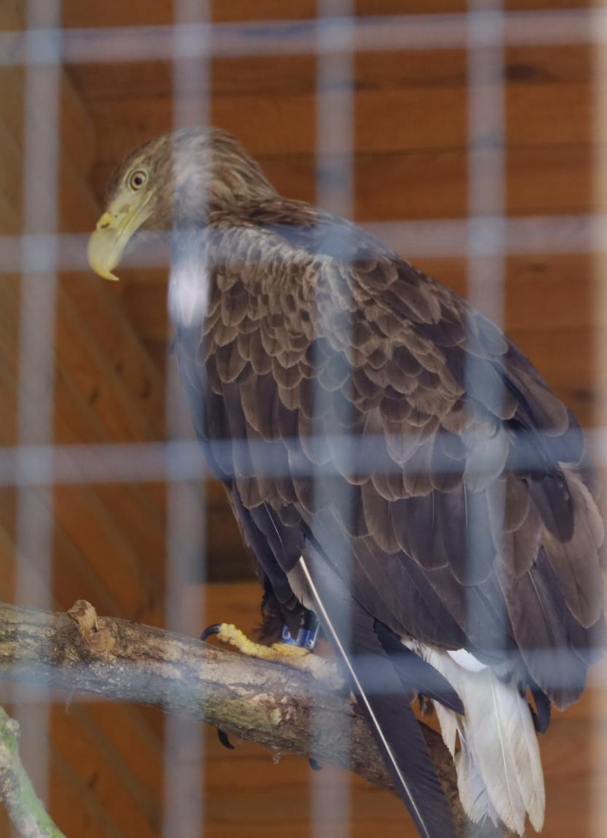 Фото национального парка "Беловежская пуща" Фото национального парка "Беловежская пуща"