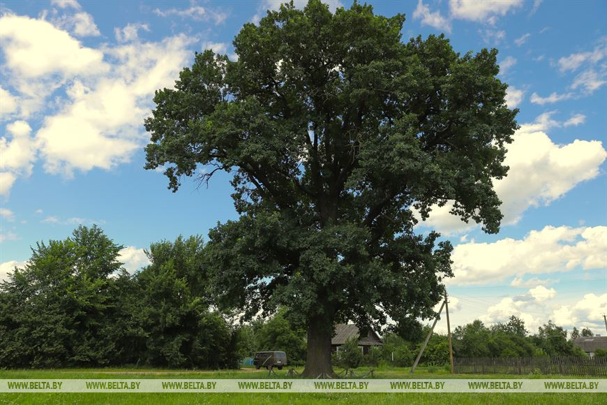 Дуб в деревне Колбы Дуб в деревне Колбы