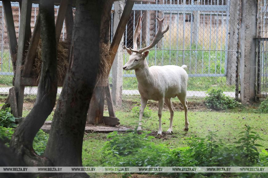 Лань-альбинос Пломбир