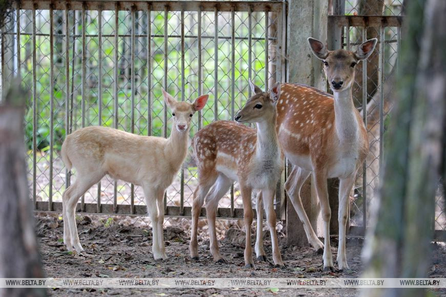 Детеныш-альбинос (слева)