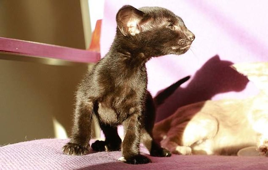 Фото Daily Mail Фото Daily Mail