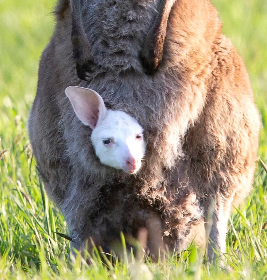 Фото DailyMail Фото DailyMail