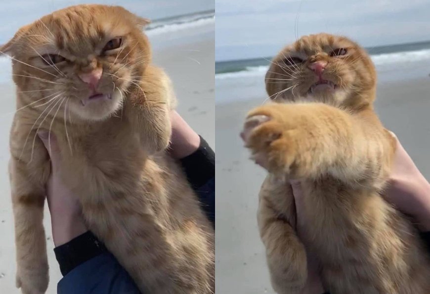 Фото рыжего кота мем Забавная реакция кота на пляж быстро стала мемом - фото