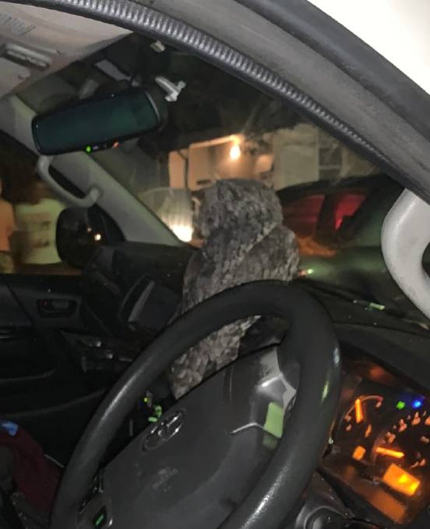 Фото Newcastle Herald Фото Newcastle Herald