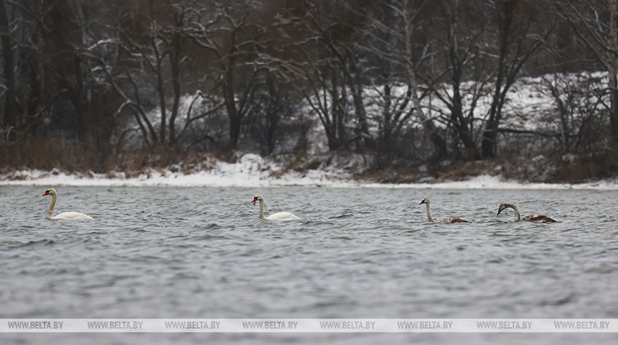 Лебеди. Фото из архива