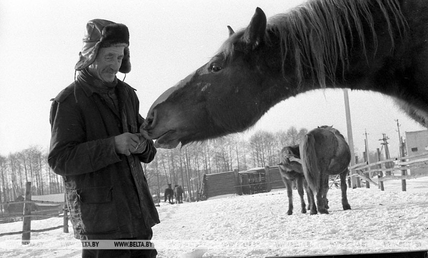 Прощание (перед эвакуацией скота), декабрь, 1986 года