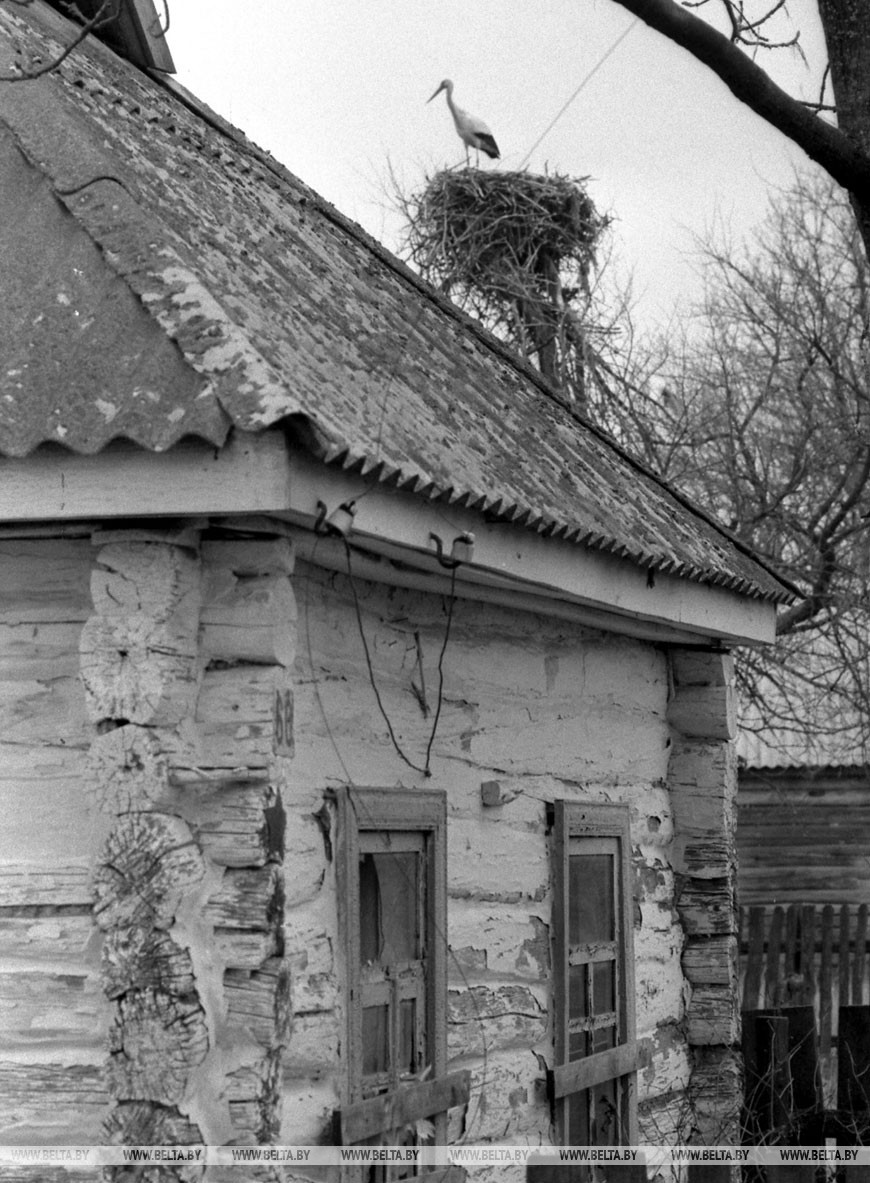 Чернобыльская зона, 1993 год