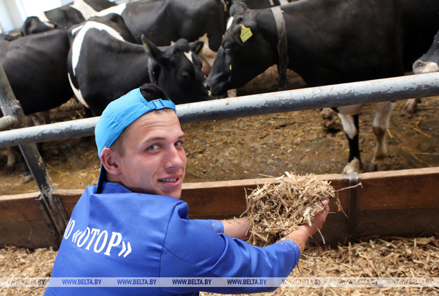 Студотряд из Подмосковья работает в Чечерском районе, 2015 год