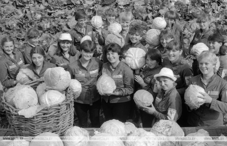 Совхоз "Каменка" Мозырского района. Стройотряд Мозырского пединститута им. Н.К. Крупской, 1984 год