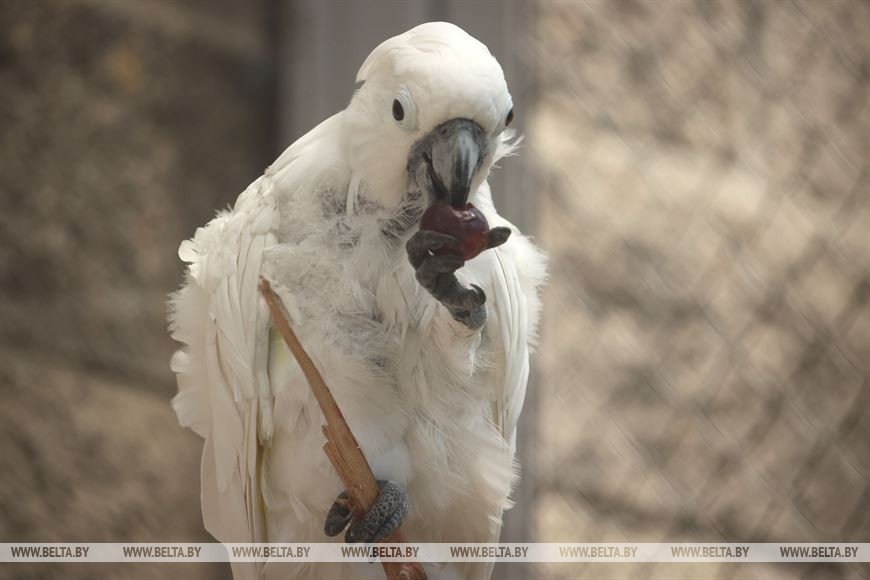 Белый какаду ест свежий виноград
