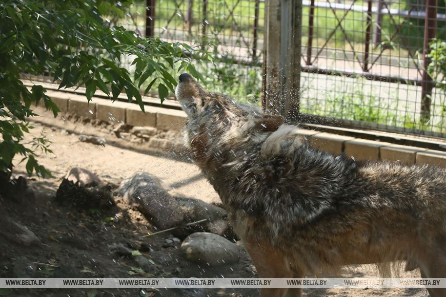 Волки принимают душ