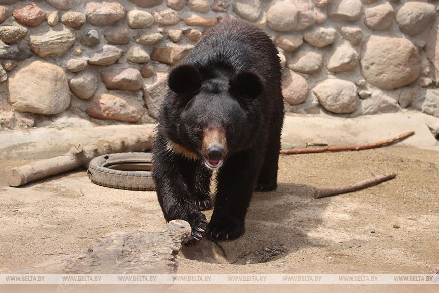 Гималайский медведь после принятия ванны