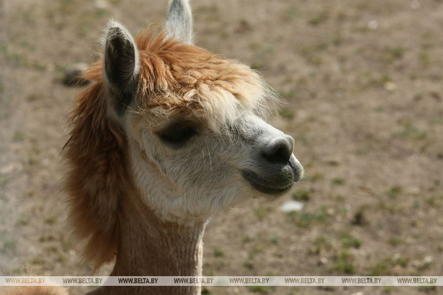 Альпака после стрижки