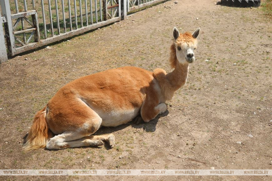 Альпаку постригли