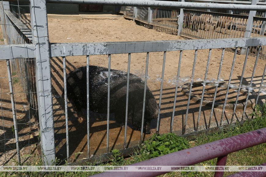 Вьетнамская свинья охлаждается под струями воды