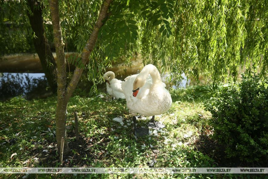 Лебеди выщипывают перья