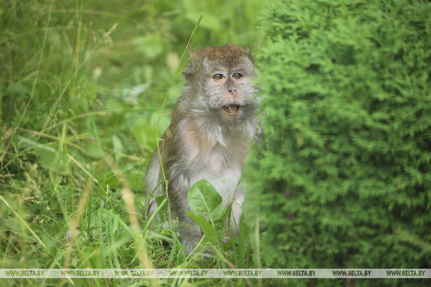Макака спряталась в зелени