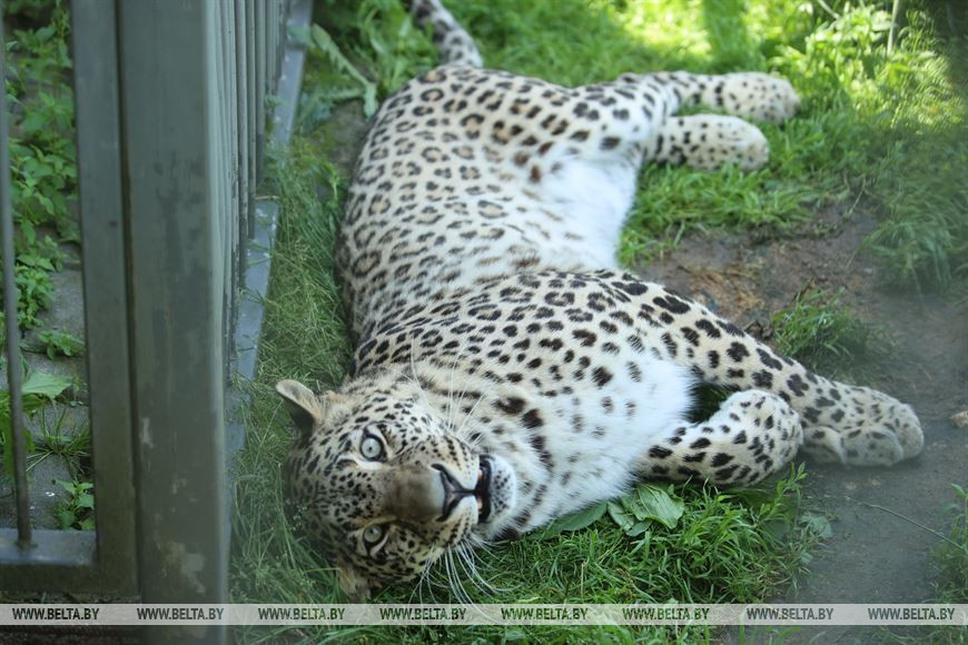 Леопард отдыхает в тени