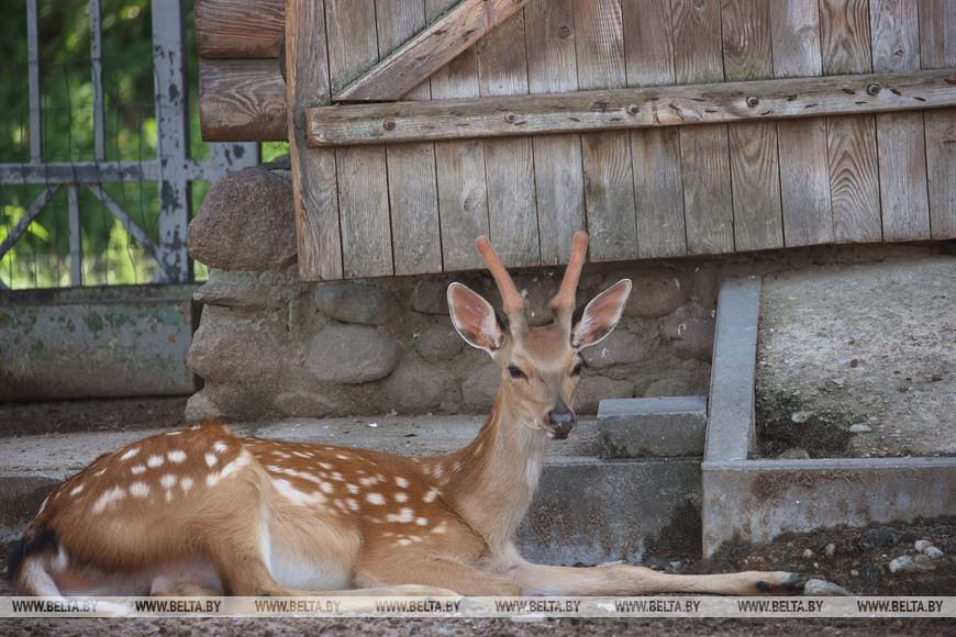Пятнистый олень спасается от зноя в тени