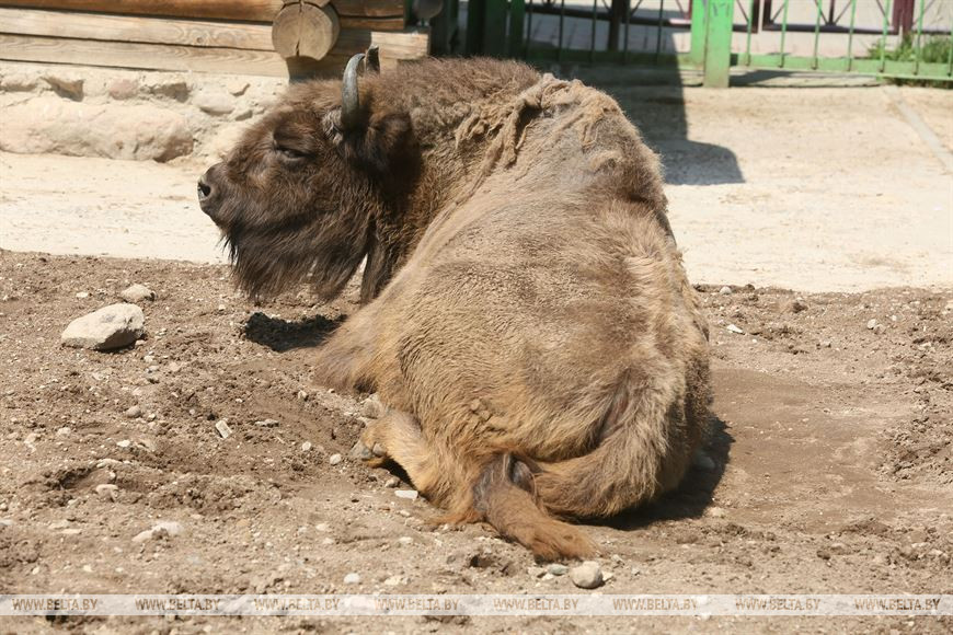 Зубры на температурные рекорды реагируют спокойно