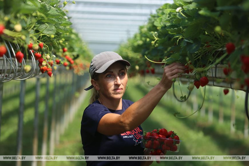 Полевод Тамара Чубик собирает клубнику