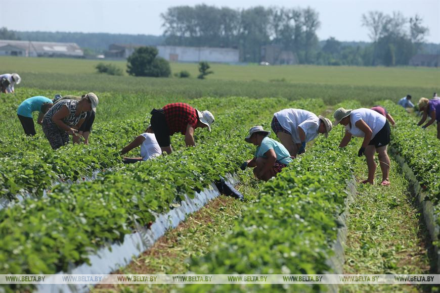 Поле клубники в Щучинском районе