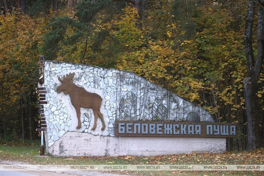 Велобадже в Беловежской пуще