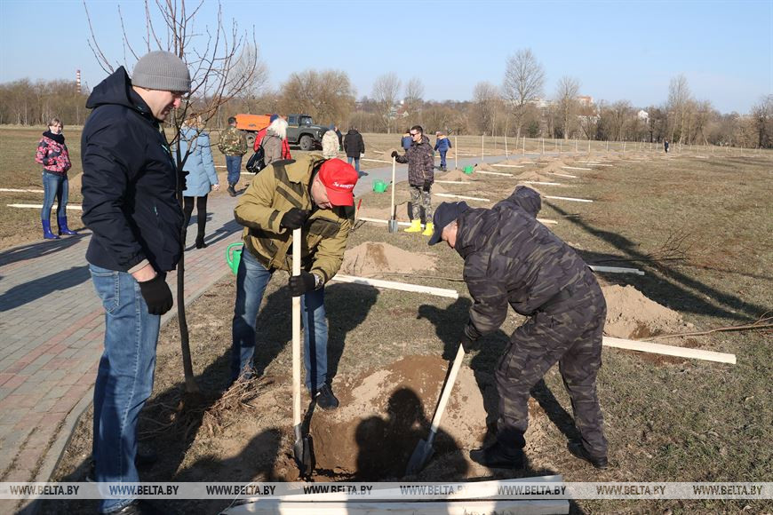 Во время посадки аллеи