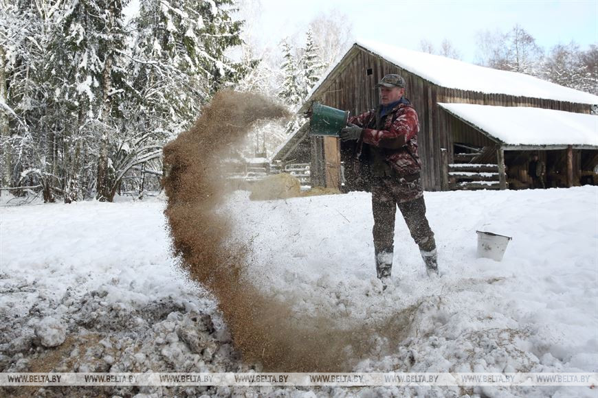 Егерь СПК "Озеры" Юрий Станкевич подкармливает зубров Егерь СПК "Озеры" Юрий Станкевич подкармливает зубров