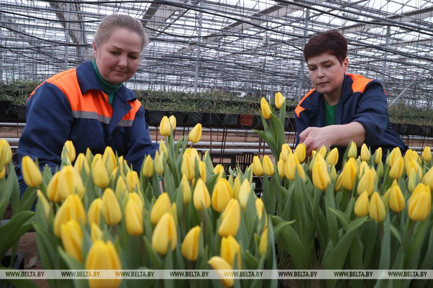Цветоводы Виктория Ивахненко и Елена Тишкова