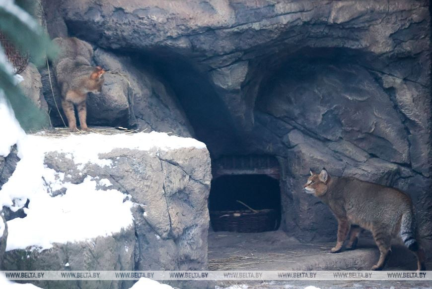 Кот Брут и кошка Катя