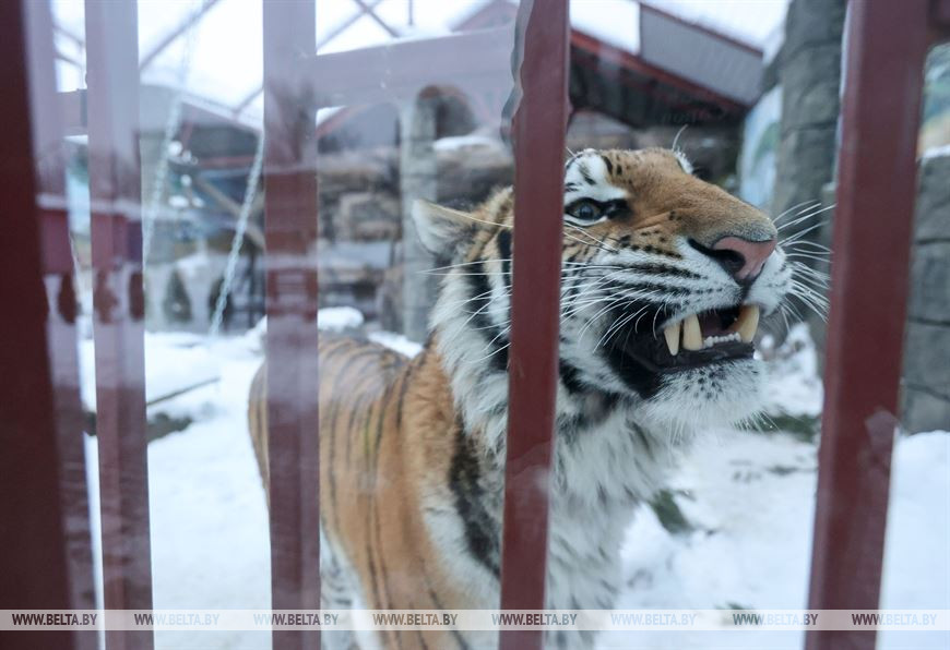 Амурская тигрица