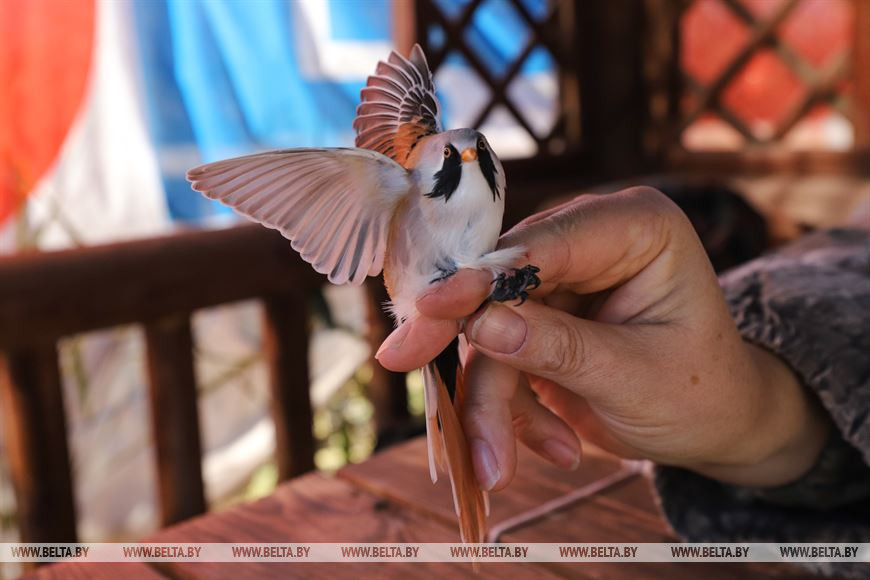 Усатая синица