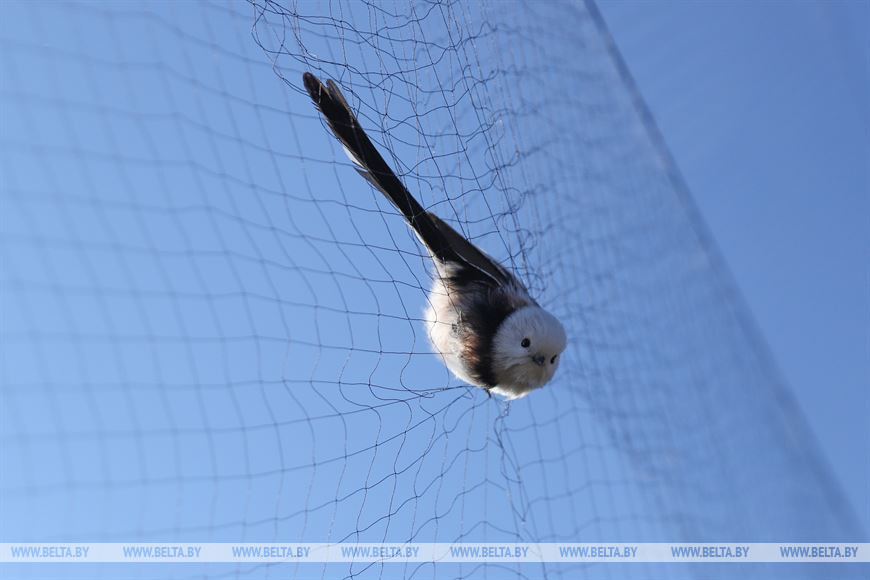 Длиннохвостая синица